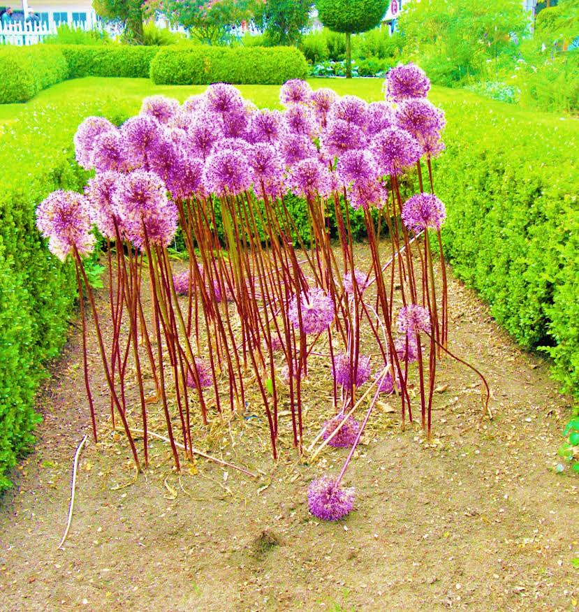 Garden, Roche Harbor, WA