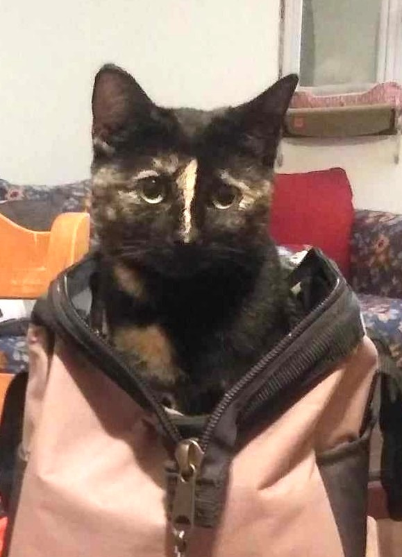 Montana Street Cat  in the Bag