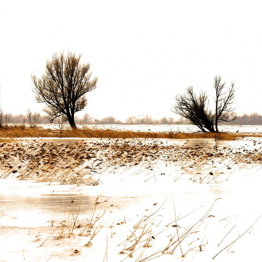 Pustkowość ciepła.