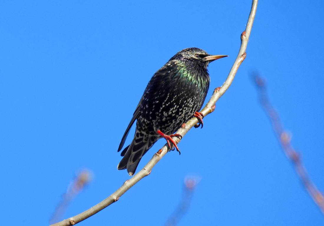 Znowu się spóźnia