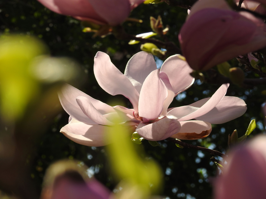 Magnolia